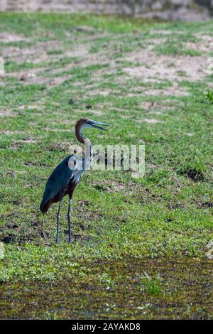 Une heron de Goliath (Ardea goliath) sur la rive d'une petite rivière dans la région des plaines de Gomoti, concession gérée par une communauté locale, au bord de la Gomo Banque D'Images