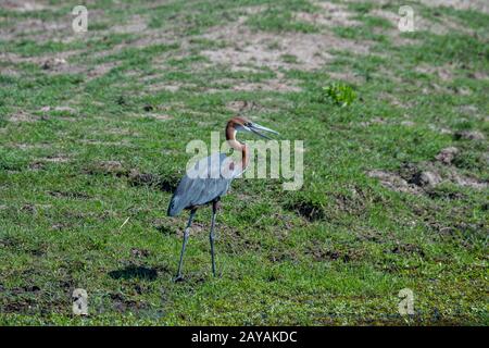 Une heron de Goliath (Ardea goliath) sur la rive d'une petite rivière dans la région des plaines de Gomoti, concession gérée par une communauté locale, au bord de la Gomo Banque D'Images