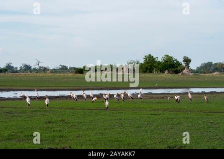 Un groupe de cigognes à facturation jaune (Mycteria ibis) dans la région des plaines de Gomoti, concession communautaire, au bord du fleuve Gomoti vers le sud Banque D'Images