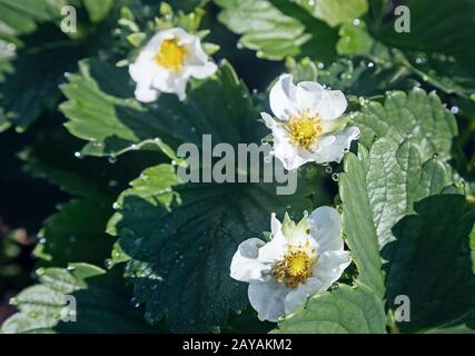 Fraise gonflée avec gouttes de rosée sur les fleurs. Banque D'Images