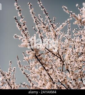 La branche d'une floraison abricot sur fond de ciel bleu. Banque D'Images