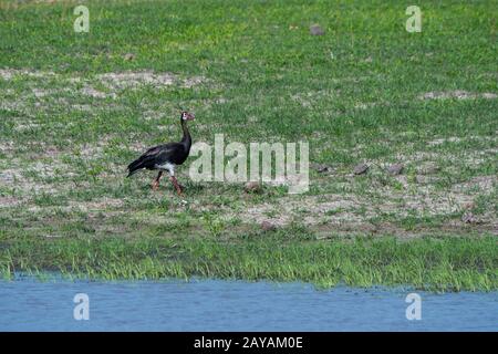 Une oie aidée (Plectropterus gambensis) dans la région des plaines de Gomoti, concession communautaire, au bord du réseau fluvial de Gomoti au sud-est Banque D'Images