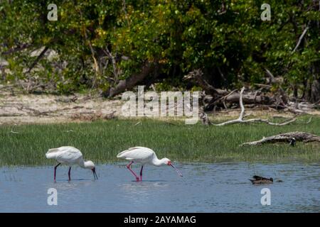 Spoonbills africains (Platalea alba) se nourrissant dans un étang dans la région des plaines de Gomoti, une concession de gestion communautaire, au bord du système de la rivière Gomoti sou Banque D'Images