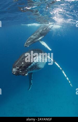 Mère et veau de baleine à bosse, Megaptera novaeangliae, près de l'île Nomuka, groupe Ha'apai, Royaume des Tonga, Pacifique Sud Banque D'Images