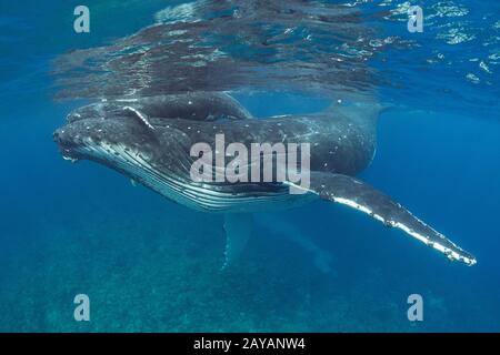 Veau de baleine à bosse, en tête de mère, Megaptera novaeangliae, près de l'île Nomuka, groupe Ha'apai, Royaume des Tonga, Pacifique Sud Banque D'Images