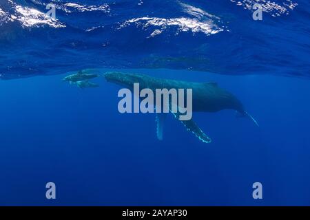 Baleine à bosse, Megaptera novaeangliae, avec des dauphins à denture brute, Steno bredanensis, BowRiding à la tribune, Vava'u, Royaume des Tonga, Pacifique Sud Banque D'Images