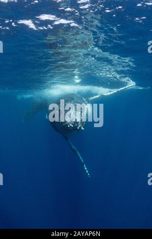 Baleine à bosse, Megaptera novaeangliae, jeune homme approchant la caméra, groupe Nomuka, îles Ha'apai, Royaume des Tonga, Pacifique Sud Banque D'Images