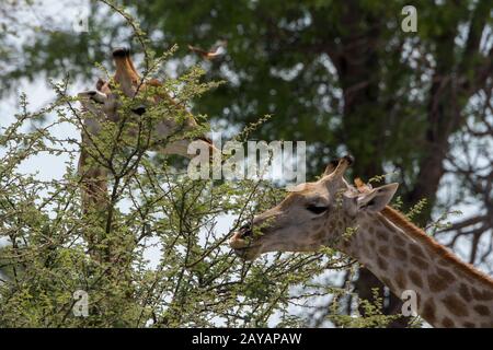 Girafes du sud (Giraffa giraffa) se nourrissant sur un arbre dans la région des plaines de Gomoti, une concession de gestion communautaire, au bord du système fluvial de Gomoti ainsi Banque D'Images