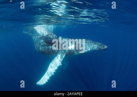 Mère et veau de baleine à bosse, Megaptera novaeangliae, près de l'île Nomuka, groupe Ha'apai, Royaume des Tonga, Pacifique Sud Banque D'Images