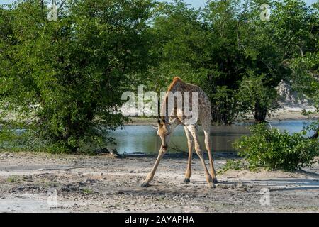 Girafe du sud (giraffa giraffa) l'eau potable d'une flaque dans la région des plaines de Gomoti, une concession communautaire, au bord de la rivière Gomoti Banque D'Images