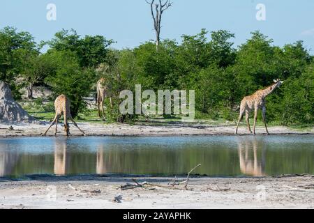 Des girafes du sud (Giraffa giraffa) sont venus à un étang pour boire dans la région des plaines de Gomoti, une concession de gestion communautaire, au bord de la rivière Gomoti sys Banque D'Images