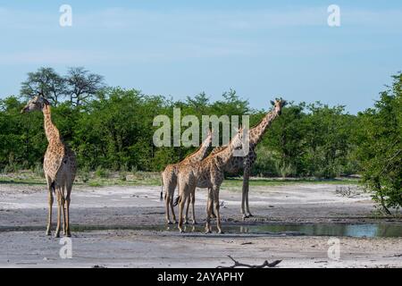 Des girafes du sud (Giraffa giraffa) sont venus à un étang pour boire dans la région des plaines de Gomoti, une concession de gestion communautaire, au bord de la rivière Gomoti sys Banque D'Images