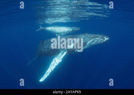 Mère et veau de baleine à bosse, Megaptera novaeangliae, près de l'île Nomuka, groupe Ha'apai, Royaume des Tonga, Pacifique Sud Banque D'Images