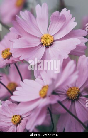 Quelques belles fleurs cosmos rose Banque D'Images