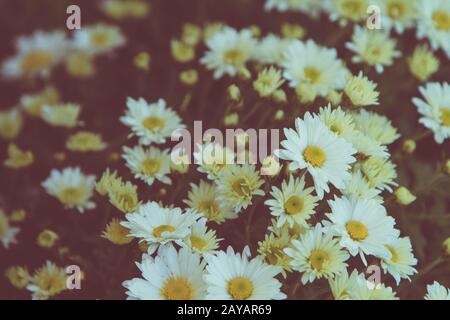 Bouquet de fleurs Daisy blanc Banque D'Images