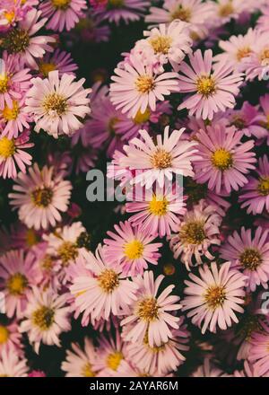 Bouquet de fleurs Daisy rose belle Banque D'Images