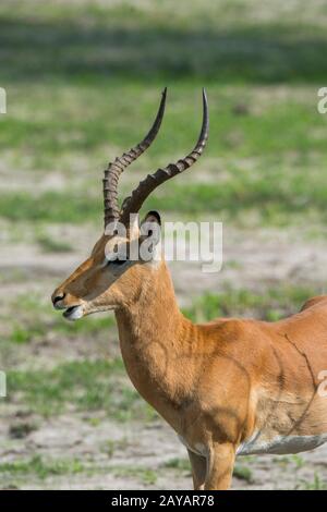 Gros plan d'un homme d'Impala (Aepyceros melampus) debout sur la plaine inondable de la région des plaines de Gomoti, concession communautaire, au bord du G Banque D'Images