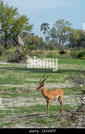 Un homme d'Impala (Aepyceros melampus) se tient sur la plaine inondable de la région des plaines de Goroti, concession communautaire, au bord de la riv de Gomoti Banque D'Images