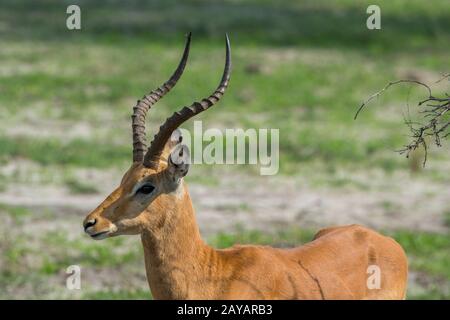 Gros plan d'un homme d'Impala (Aepyceros melampus) debout sur la plaine inondable de la région des plaines de Gomoti, concession communautaire, au bord du G Banque D'Images