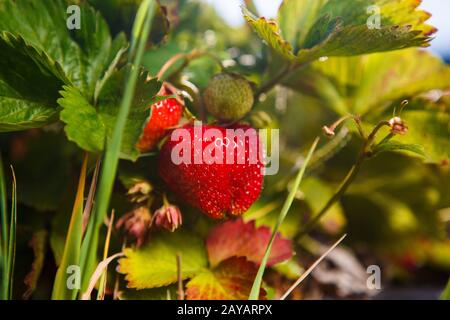 Baies rouges, une fraise mûrit sur une brousse dans le champ. Agriculture pour planter des baies Banque D'Images