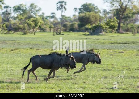 Des wildebeests qui survolez la plaine inondable de la région des plaines de Gomoti, une concession à la gestion communautaire, au bord du système fluvial de Gomoti au sud-est du Banque D'Images