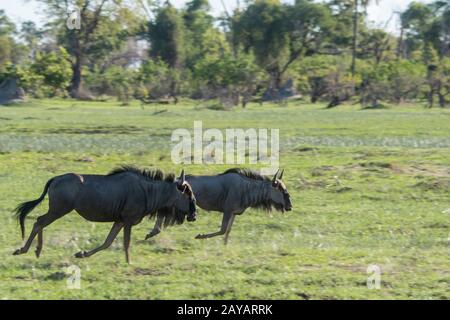 Des wildebeests qui survolez la plaine inondable de la région des plaines de Gomoti, une concession à la gestion communautaire, au bord du système fluvial de Gomoti au sud-est du Banque D'Images