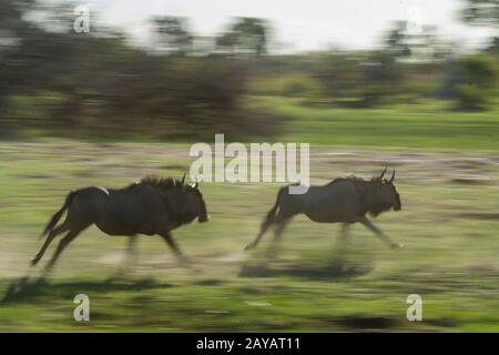 Des wildebeests qui survolez la plaine inondable de la région des plaines de Gomoti, une concession à la gestion communautaire, au bord du système fluvial de Gomoti au sud-est du Banque D'Images