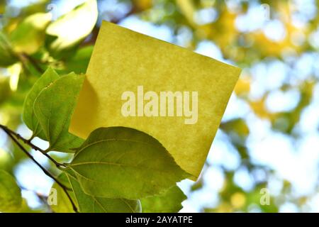 Papier à note rectangulaire jaune attaché sur la feuille d'arbre sous le soleil jour. Pièce de feuille carrée utilisée pour donner la notation au-dessus du ressort gre Banque D'Images