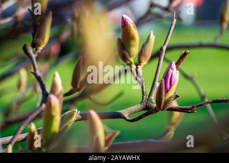 bourgeons fermés de l'arbre magnolia. beau paysage naturel le matin lumière. couleurs vert et pourpre Banque D'Images