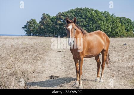 Jeune mare calèche sur prairie avec de l'herbe sèche à la fin de l'heure d'été Banque D'Images