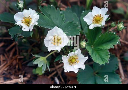 Fraise gonflée avec gouttes de rosée sur les fleurs. Banque D'Images