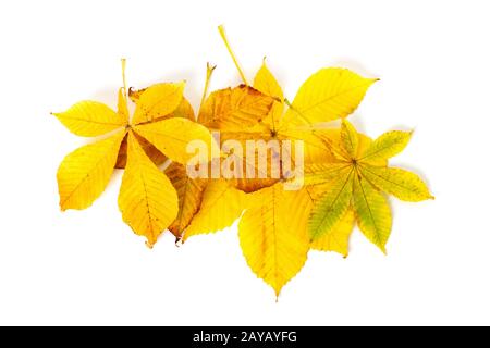 Feuillage d'automne colorés isolé sur un fond blanc. Banque D'Images