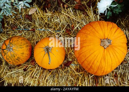 Citrouille Autumnnal la récolte. L'Halloween, action de grâce et d'agriculture concept. Banque D'Images