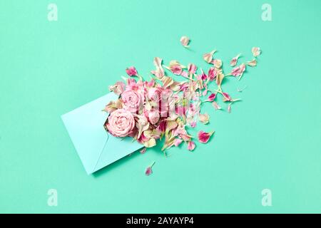 Roses roses fraîches dans l'enveloppe à la main sur fond bleu turquoise. Banque D'Images