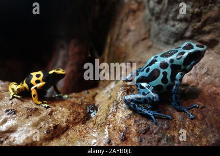 Amérique du Sud Poison Dart Frogs Banque D'Images