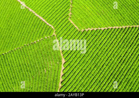 vue aérienne de la plantation de thé de printemps Banque D'Images