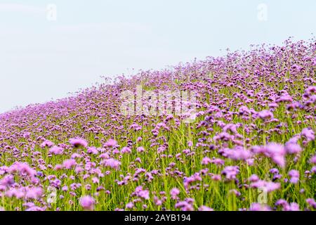 beau champ de fleur violette Banque D'Images