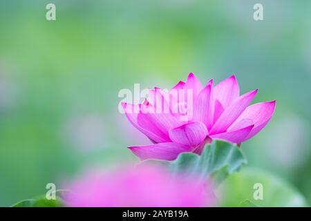 Belle fleur de lotus en pleine floraison Banque D'Images