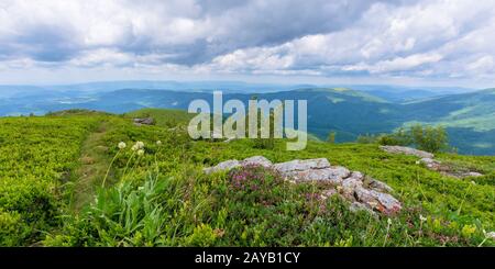 Herbes sauvages en fleurs sur la colline herbeuse. belle nature paysage de pâturages alpins en Carpates. En été, avec des nuages sur le ciel bleu Banque D'Images