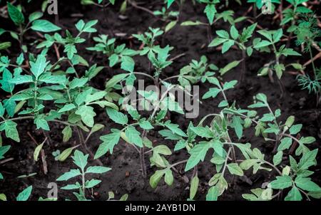 Semis de tomate en serre dans le sol. Banque D'Images
