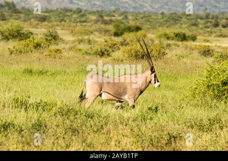 Beisa Oryx à la réserve nationale de Samburu. Un oryx beisa isolé dans le Grassland de Savannah Banque D'Images