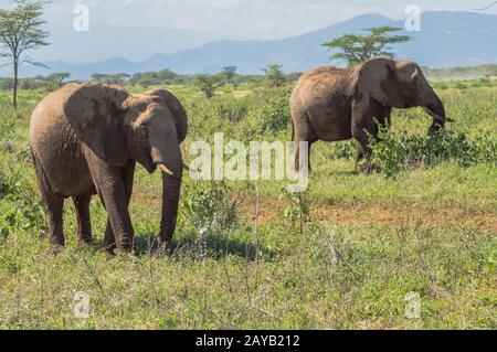 Deux éléphants dans le parc de Samburu occupée à prendre un bain de bûchers dans le centre du Kenya Banque D'Images