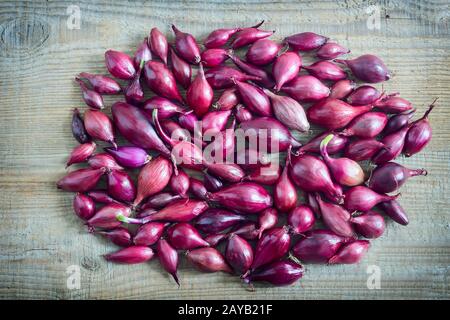 Oignon violet à la plantation dans le sol Banque D'Images