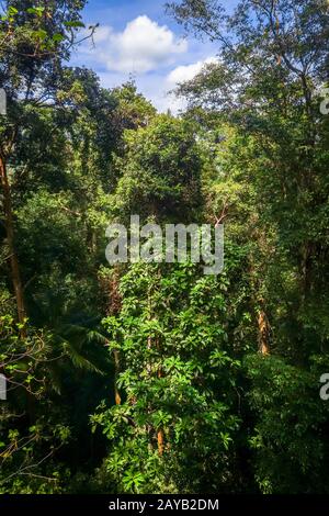 Couvert dans la jungle, parc national de Taman Negara, Malaisie Banque D'Images