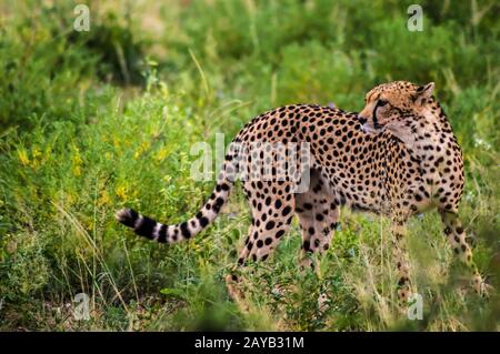 Un léopard marcher en forêt dans le parc au centre du Kenya Samburu Banque D'Images