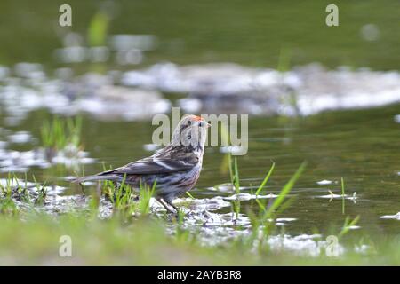 Red-legged Tarin Banque D'Images