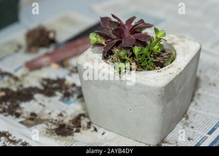 Décoration avec des succulents dans un bol en béton - plante de cactus Banque D'Images