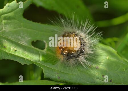 Caterpillar de l'ours brun (papillon) Banque D'Images