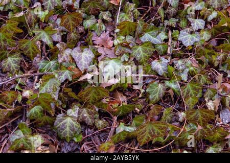 Ivy sur le terrain dans le repos Banque D'Images