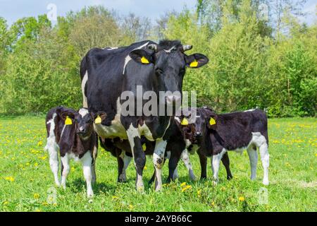 Vache mère familiale avec veaux dans pré néerlandais Banque D'Images